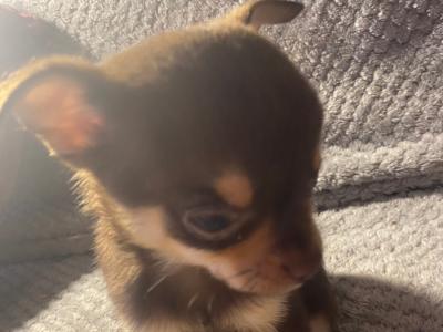 Purebred Chihuahua puppies in Mayo