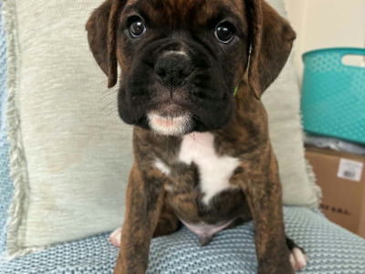 Boxer puppies in Wexford