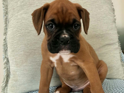 Boxer puppies in Wexford