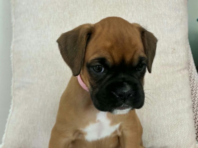 Boxer puppies in Wexford
