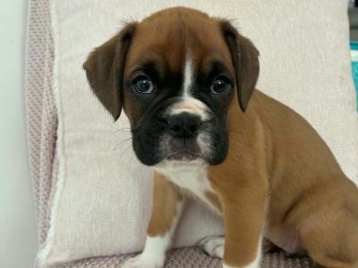 Boxer puppies in Wexford