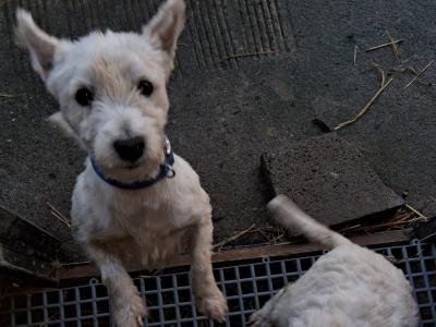 West Highland Terrier dogs in Kildare