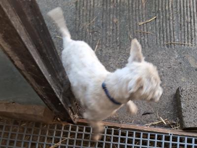 West Highland Terrier dogs in Kildare