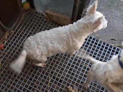 West Highland Terrier dogs in Kildare