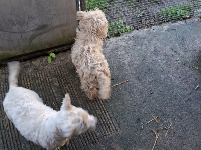 West Highland Terrier dogs in Kildare