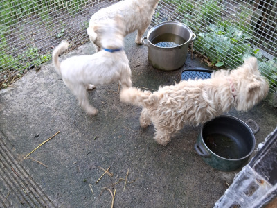 West Highland Terrier dogs in Kildare