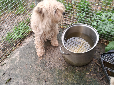 West Highland Terrier dogs in Kildare