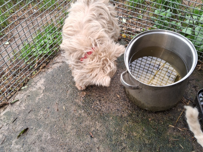 West Highland Terrier dogs in Kildare