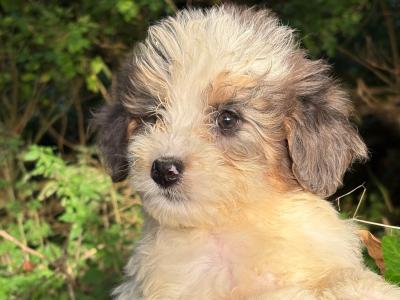 Australian Shepherd x Poodle puppies in Limerick