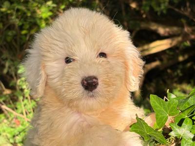Australian Shepherd x Poodle puppies in Limerick