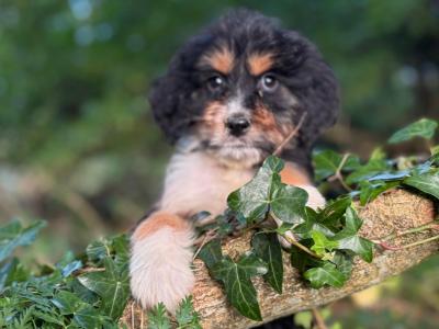 Australian Shepherd x Poodle puppies in Limerick