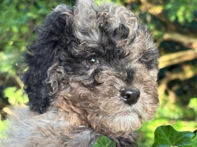 Australian Shepherd x Poodle puppies in Limerick