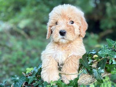 Australian Shepherd x Poodle puppies in Limerick