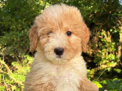 Australian Shepherd x Poodle puppies in Limerick