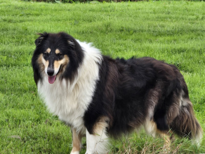 Tricolour Rough Collie puppies in Galway. Call 0851475197