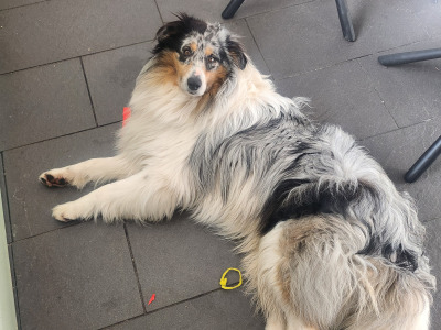 Tricolour Rough Collie puppies in Galway. Call 0851475197