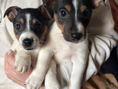 Beautiful Miniature Jack Russell puppies for sale in Cork