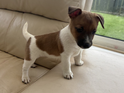 Beautiful Miniature Jack Russell puppies for sale in Cork