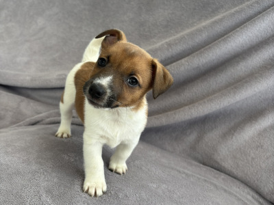 Beautiful Miniature Jack Russell puppies for sale in Cork