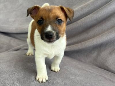 Beautiful Miniature Jack Russell puppies for sale in Cork