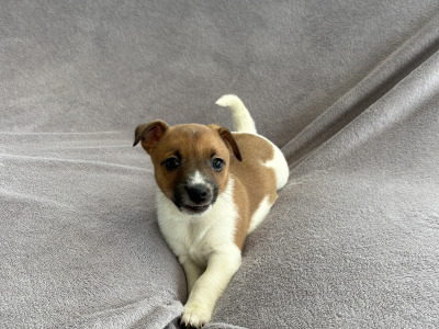 Beautiful Miniature Jack Russell puppies for sale in Cork
