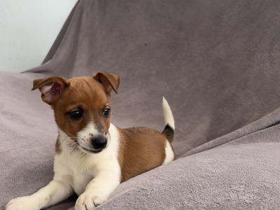 Beautiful Miniature Jack Russell puppies for sale in Cork
