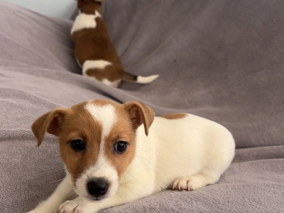 Beautiful Miniature Jack Russell puppies for sale in Cork