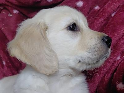Only 3 beautiful IKC Registered Golden Retriever puppies Remaining in Wexford