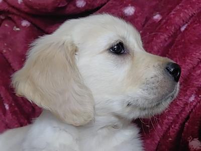 Only 3 beautiful IKC Registered Golden Retriever puppies Remaining in Wexford