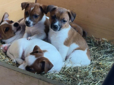 Beautiful Miniature Jack Russell puppies for sale in Cork
