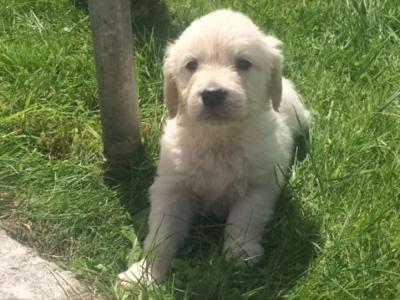 IKC Registered (pending) Golden Retriever puppies in Leitrim