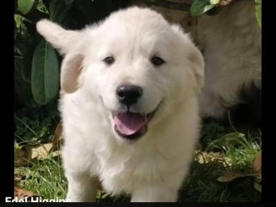 IKC Registered (pending) Golden Retriever puppies in Leitrim