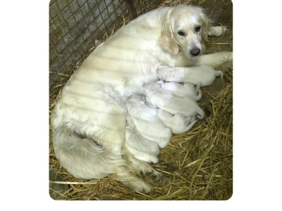IKC Registered (pending) Golden Retriever puppies in Leitrim