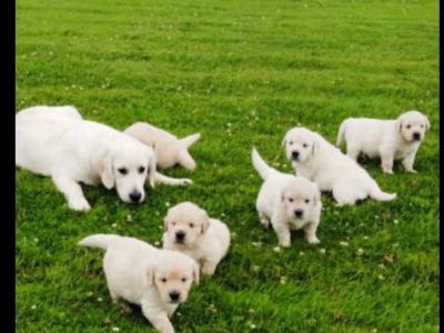 IKC Registered (pending) Golden Retriever puppies in Leitrim