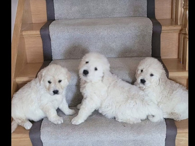 IKC Registered (pending) Golden Retriever puppies in Leitrim