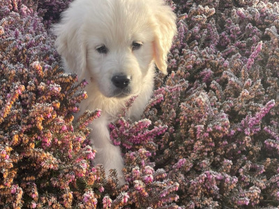 IKC Registered (pending) Golden Retriever puppies in Leitrim