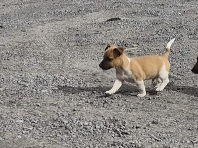 Small breed male Jack Russell puppy in Cork