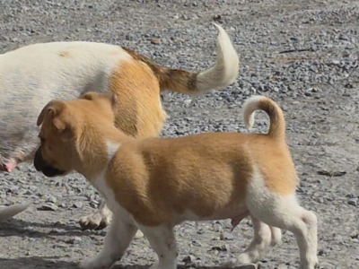 Small breed male Jack Russell puppy in Cork