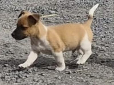 Small breed male Jack Russell puppy in Cork