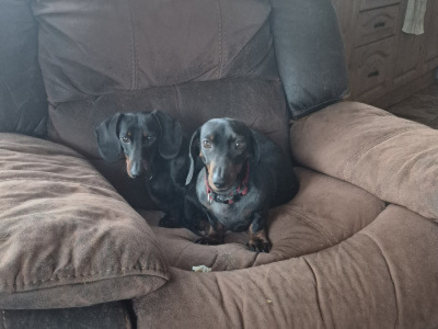 2 female Dachshund puppies in Galway €750