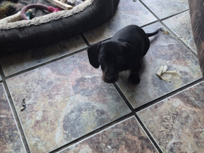 2 female Dachshund puppies in Galway €750