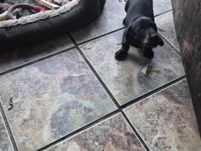 2 female Dachshund puppies in Galway €750
