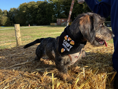 Wire-Haired Dachshund Available for Stud 🐾