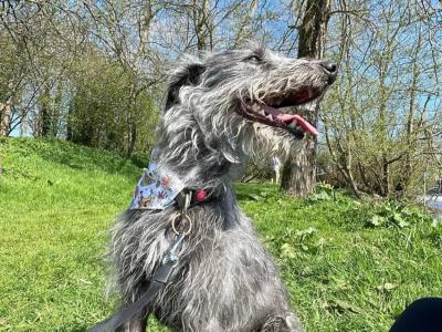 Beddlington x Whippet puppies in in Waterford