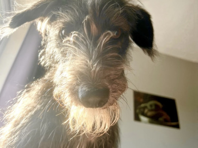 Beddlington x Whippet puppies in in Waterford