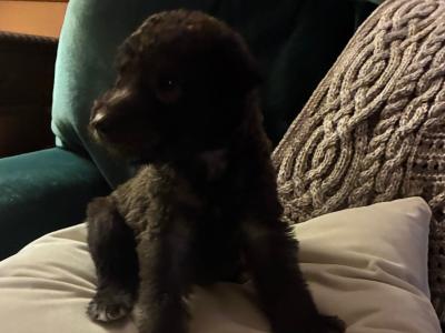 Beddlington x Whippet puppies in in Waterford