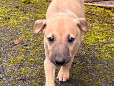 Beddlington x Whippet puppies in in Waterford