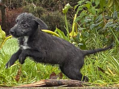 Beddlington x Whippet puppies in in Waterford