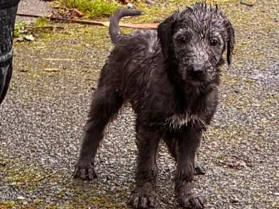 Beddlington x Whippet puppies in in Waterford