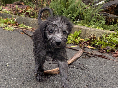 Beddlington x Whippet puppies in in Waterford